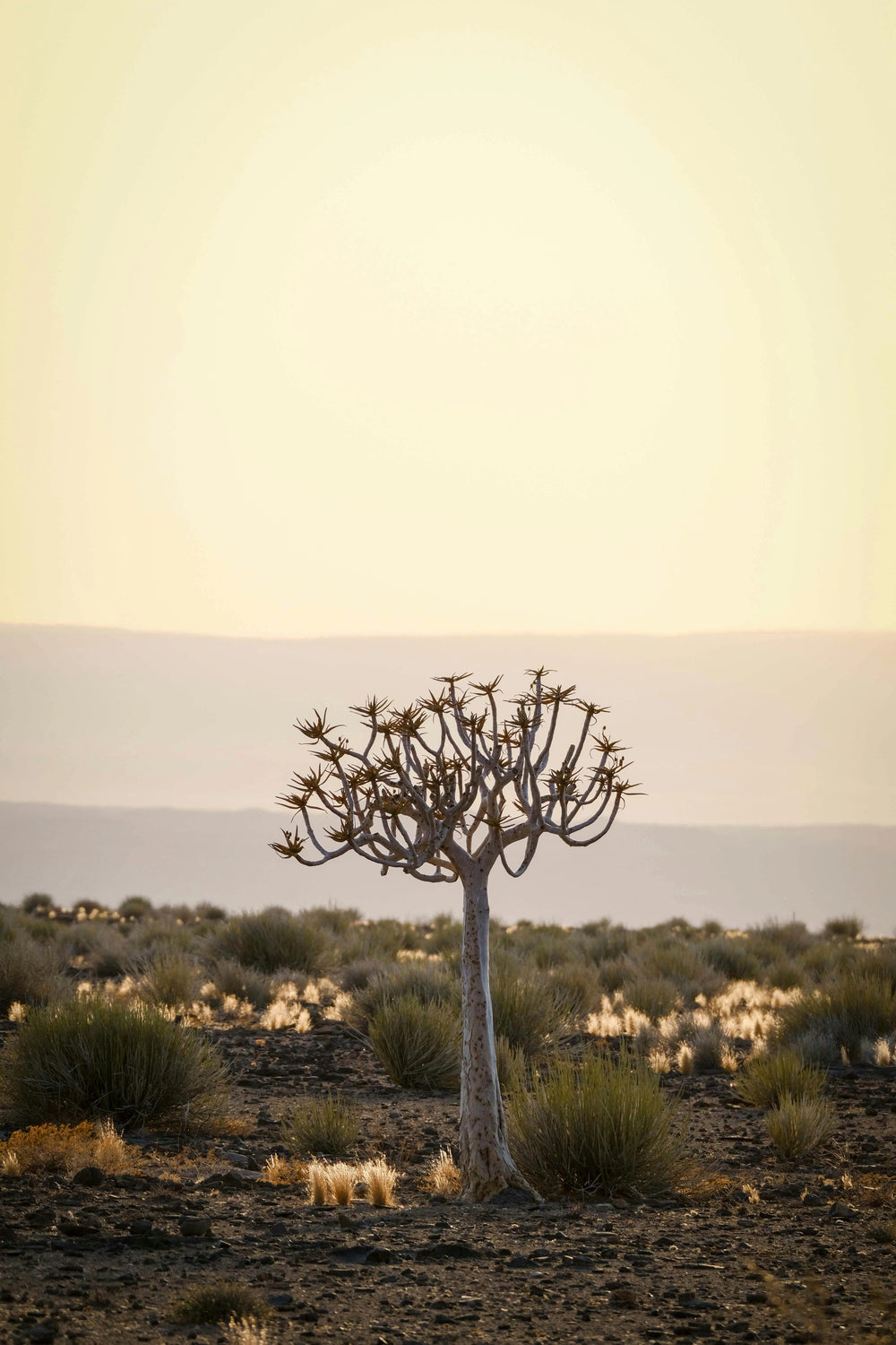 Minimalist contemporary African art photograph of a quiver tree in a golden desert landscape, capturing the raw beauty of nature.